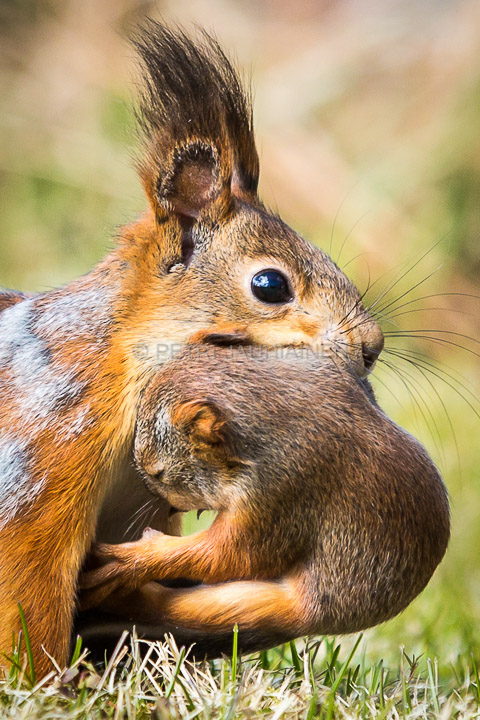 Oravaemo kuljettaa poikasta valokuvaaja Petri Jauhiainen