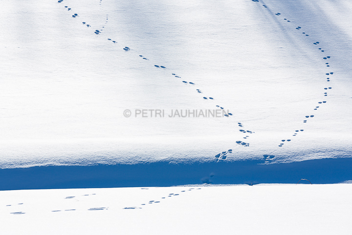 Jäniksen jäljet lumessa valokuvaaja Petri Jauhiainen
